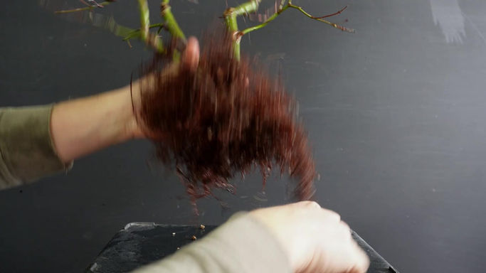 Acero Palmato 1 - Step 2